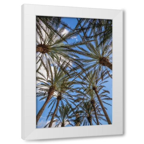 Spain-Canary Islands-Gran Canaria Island-Maspalomas-palm tree canopy White Modern Wood Framed Art Print by Bibikow, Walter