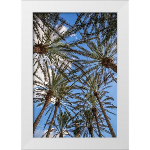 Spain-Canary Islands-Gran Canaria Island-Maspalomas-palm tree canopy White Modern Wood Framed Art Print by Bibikow, Walter
