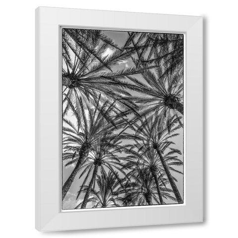 Spain-Canary Islands-Gran Canaria Island-Maspalomas-palm tree canopy White Modern Wood Framed Art Print by Bibikow, Walter