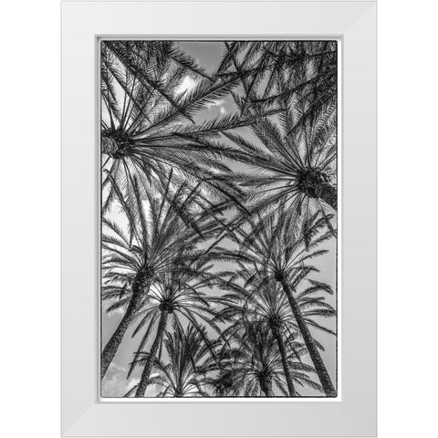 Spain-Canary Islands-Gran Canaria Island-Maspalomas-palm tree canopy White Modern Wood Framed Art Print by Bibikow, Walter