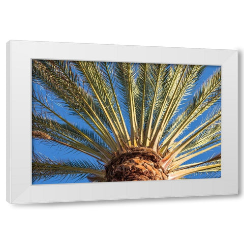 Canary Islands-Fuerteventura Island-Morro Jable-Playa del Matorral beach-palm tree White Modern Wood Framed Art Print by Bibikow, Walter