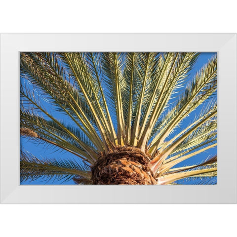 Canary Islands-Fuerteventura Island-Morro Jable-Playa del Matorral beach-palm tree White Modern Wood Framed Art Print by Bibikow, Walter