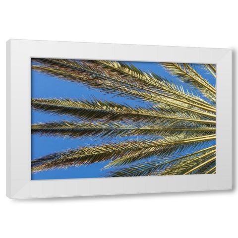 Canary Islands-Fuerteventura Island-Morro Jable-Playa del Matorral beach-palm tree White Modern Wood Framed Art Print by Bibikow, Walter