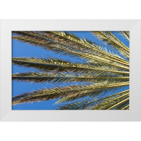Canary Islands-Fuerteventura Island-Morro Jable-Playa del Matorral beach-palm tree White Modern Wood Framed Art Print by Bibikow, Walter