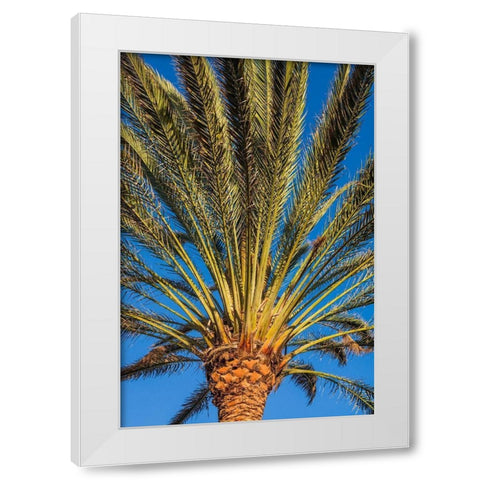 Canary Islands-Fuerteventura Island-Morro Jable-Playa del Matorral beach-palm tree White Modern Wood Framed Art Print by Bibikow, Walter