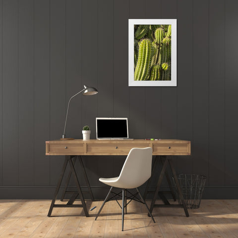 Canary Islands-Fuerteventura Island-Caleta de Fuste-beachfront cactus White Modern Wood Framed Art Print by Bibikow, Walter