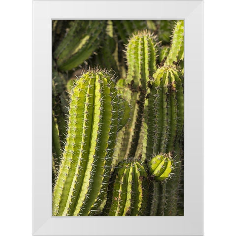 Canary Islands-Fuerteventura Island-Caleta de Fuste-beachfront cactus White Modern Wood Framed Art Print by Bibikow, Walter
