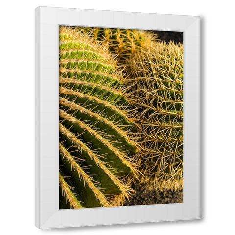 Canary Islands-Fuerteventura Island-Caleta de Fuste-beachfront cactus White Modern Wood Framed Art Print by Bibikow, Walter