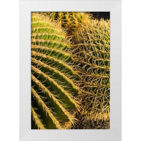 Canary Islands-Fuerteventura Island-Caleta de Fuste-beachfront cactus White Modern Wood Framed Art Print by Bibikow, Walter
