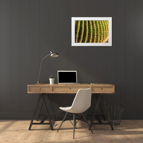 Canary Islands-Fuerteventura Island-Caleta de Fuste-beachfront cactus White Modern Wood Framed Art Print by Bibikow, Walter