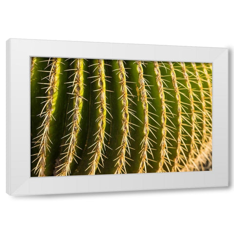 Canary Islands-Fuerteventura Island-Caleta de Fuste-beachfront cactus White Modern Wood Framed Art Print by Bibikow, Walter