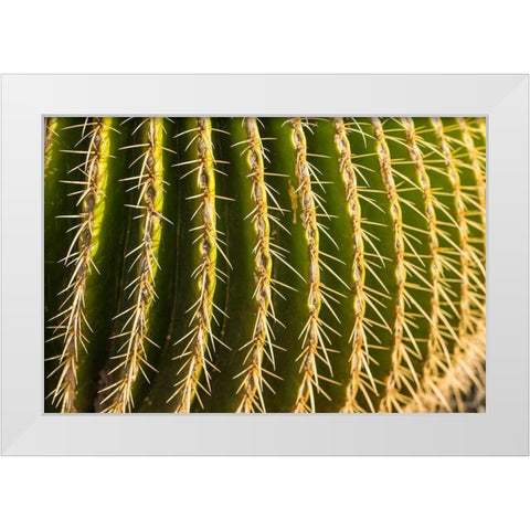 Canary Islands-Fuerteventura Island-Caleta de Fuste-beachfront cactus White Modern Wood Framed Art Print by Bibikow, Walter
