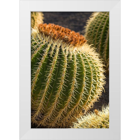 Canary Islands-Fuerteventura Island-Caleta de Fuste-beachfront cactus White Modern Wood Framed Art Print by Bibikow, Walter