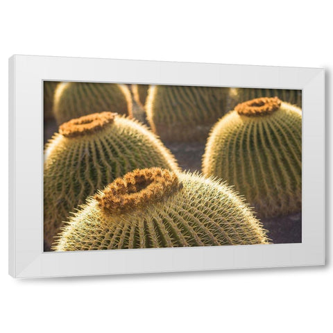 Canary Islands-Fuerteventura Island-Caleta de Fuste-beachfront cactus White Modern Wood Framed Art Print by Bibikow, Walter