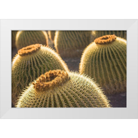 Canary Islands-Fuerteventura Island-Caleta de Fuste-beachfront cactus White Modern Wood Framed Art Print by Bibikow, Walter