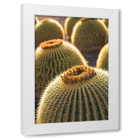 Canary Islands-Fuerteventura Island-Caleta de Fuste-beachfront cactus White Modern Wood Framed Art Print by Bibikow, Walter