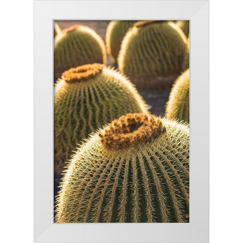 Canary Islands-Fuerteventura Island-Caleta de Fuste-beachfront cactus White Modern Wood Framed Art Print by Bibikow, Walter