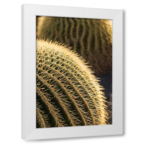 Canary Islands-Fuerteventura Island-Caleta de Fuste-beachfront cactus White Modern Wood Framed Art Print by Bibikow, Walter