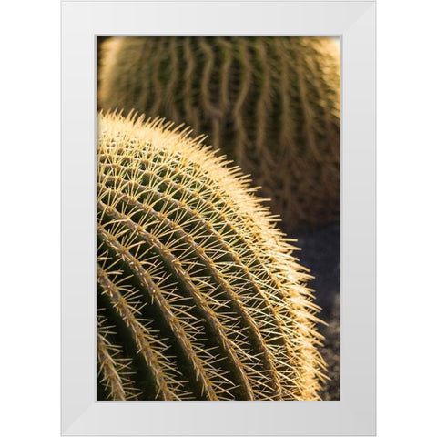 Canary Islands-Fuerteventura Island-Caleta de Fuste-beachfront cactus White Modern Wood Framed Art Print by Bibikow, Walter