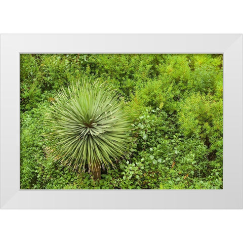Canary Islands-La Palma Island-Santa Cruz de la Palma-hillside vegetation White Modern Wood Framed Art Print by Bibikow, Walter