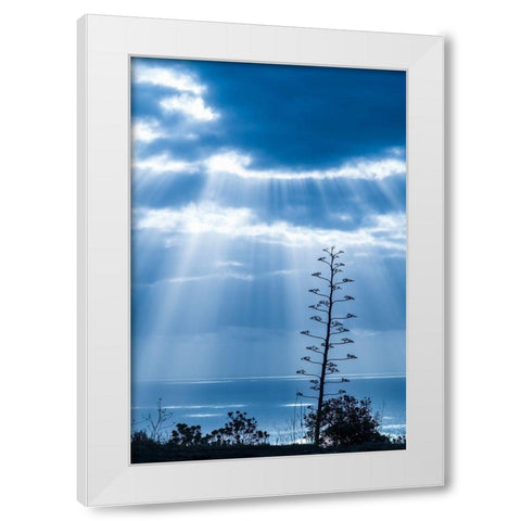 Canary Islands-La Palma Island-Santa Cruz de la Palma-dramatic sky and tree White Modern Wood Framed Art Print by Bibikow, Walter