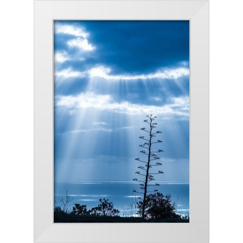 Canary Islands-La Palma Island-Santa Cruz de la Palma-dramatic sky and tree White Modern Wood Framed Art Print by Bibikow, Walter