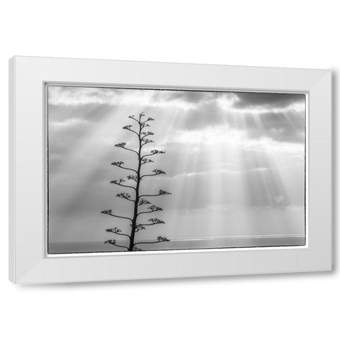 Canary Islands-La Palma Island-Santa Cruz de la Palma-dramatic sky and tree White Modern Wood Framed Art Print by Bibikow, Walter