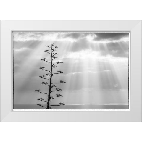 Canary Islands-La Palma Island-Santa Cruz de la Palma-dramatic sky and tree White Modern Wood Framed Art Print by Bibikow, Walter