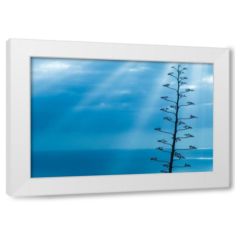 Canary Islands-La Palma Island-Santa Cruz de la Palma-dramatic sky and tree White Modern Wood Framed Art Print by Bibikow, Walter