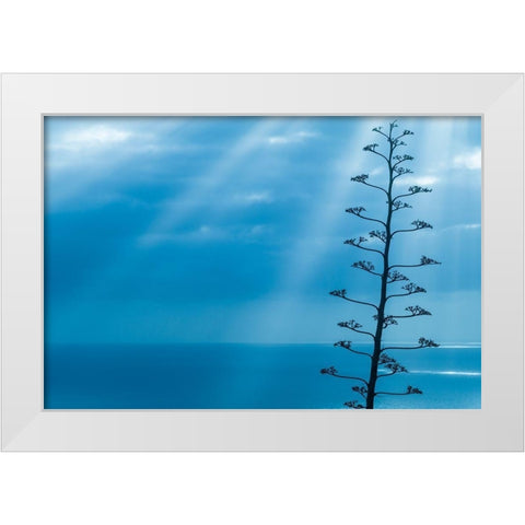 Canary Islands-La Palma Island-Santa Cruz de la Palma-dramatic sky and tree White Modern Wood Framed Art Print by Bibikow, Walter