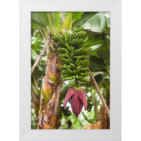 Canary Islands-La Palma Island-San Andres-banana flower White Modern Wood Framed Art Print by Bibikow, Walter