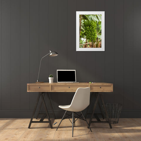 Canary Islands-La Palma Island-San Andres-bananas White Modern Wood Framed Art Print by Bibikow, Walter