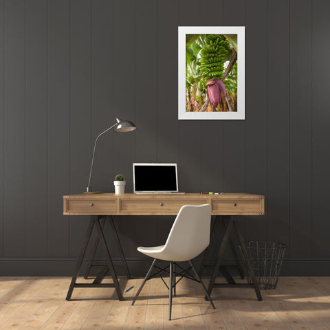 Canary Islands-La Palma Island-San Andres-banana flower White Modern Wood Framed Art Print by Bibikow, Walter