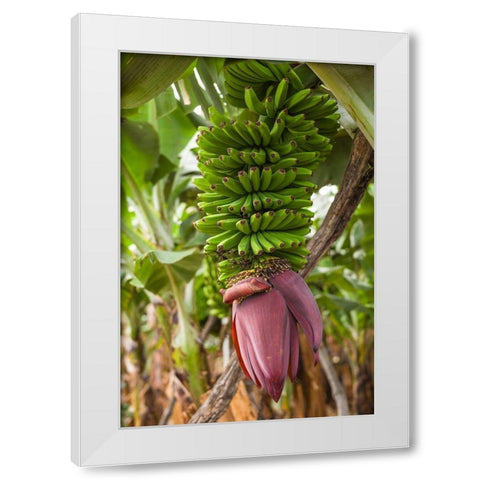 Canary Islands-La Palma Island-San Andres-banana flower White Modern Wood Framed Art Print by Bibikow, Walter