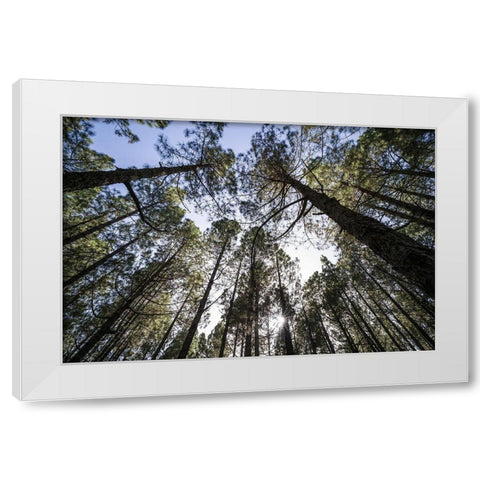 Canary Islands--forest growing in old lava field White Modern Wood Framed Art Print by Bibikow, Walter