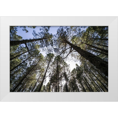Canary Islands--forest growing in old lava field White Modern Wood Framed Art Print by Bibikow, Walter
