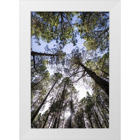 Canary Islands--forest growing in old lava field White Modern Wood Framed Art Print by Bibikow, Walter