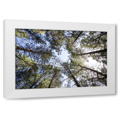 Canary Islands--forest growing in old lava field White Modern Wood Framed Art Print by Bibikow, Walter