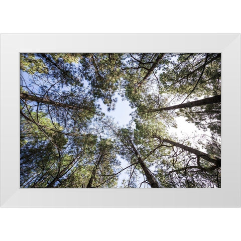 Canary Islands--forest growing in old lava field White Modern Wood Framed Art Print by Bibikow, Walter