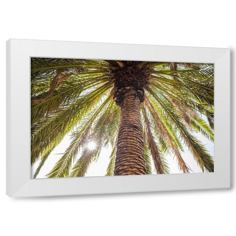 Canary Islands-Tenerife Island-Masca-palm tree White Modern Wood Framed Art Print by Bibikow, Walter