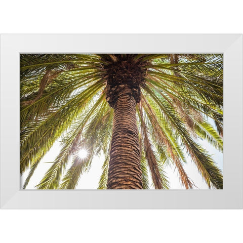 Canary Islands-Tenerife Island-Masca-palm tree White Modern Wood Framed Art Print by Bibikow, Walter