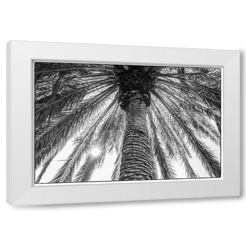 Canary Islands-Tenerife Island-Masca-palm tree White Modern Wood Framed Art Print by Bibikow, Walter