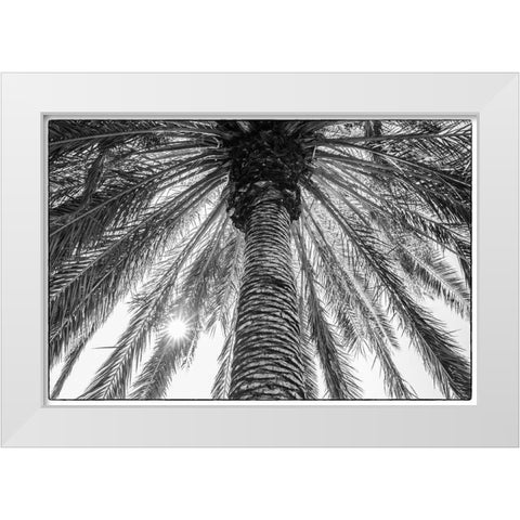 Canary Islands-Tenerife Island-Masca-palm tree White Modern Wood Framed Art Print by Bibikow, Walter