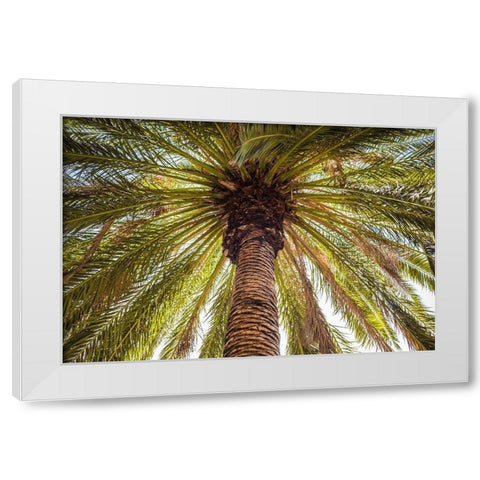 Canary Islands-Tenerife Island-Masca-palm tree White Modern Wood Framed Art Print by Bibikow, Walter
