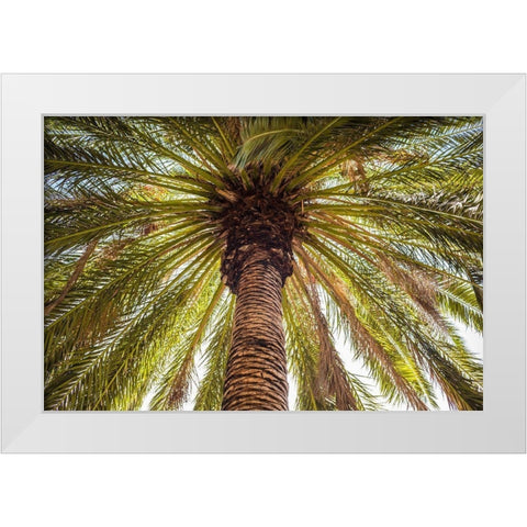 Canary Islands-Tenerife Island-Masca-palm tree White Modern Wood Framed Art Print by Bibikow, Walter