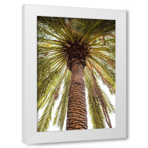 Canary Islands-Tenerife Island-Masca-palm tree White Modern Wood Framed Art Print by Bibikow, Walter