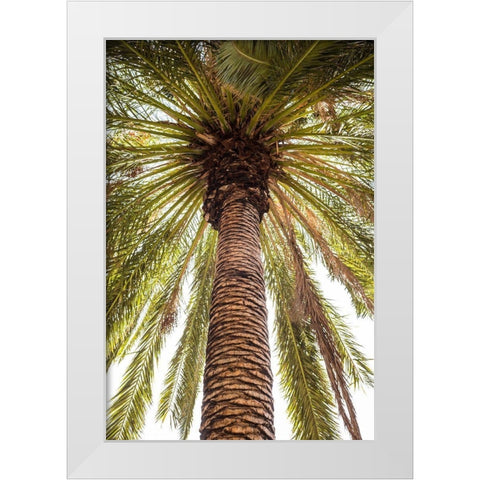 Canary Islands-Tenerife Island-Masca-palm tree White Modern Wood Framed Art Print by Bibikow, Walter