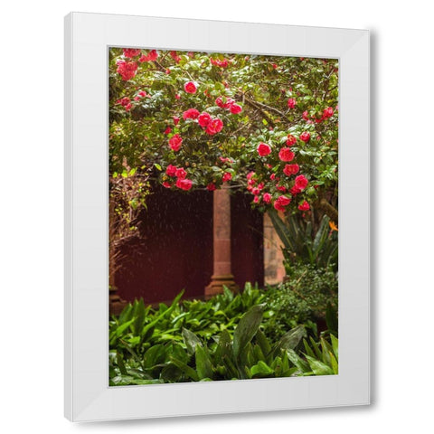 Canary Islands-Tenerife Island-San Cristobal de La Laguna-Convento de San Agustin convent-gardens White Modern Wood Framed Art Print by Bibikow, Walter