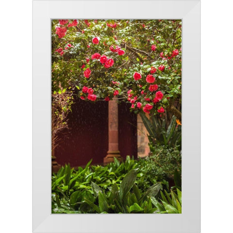 Canary Islands-Tenerife Island-San Cristobal de La Laguna-Convento de San Agustin convent-gardens White Modern Wood Framed Art Print by Bibikow, Walter