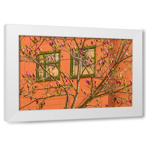 Sweden-Stockholm-Gamla Stan-Old Town-magnolia tree-spring White Modern Wood Framed Art Print by Bibikow, Walter